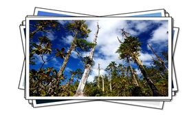 flash相片翻页展示效果