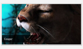 css3实现幻灯片切换