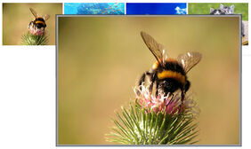 jQuery鼠标移到图片悬浮提示 jQuery鼠标移到图片悬浮提示网页特效