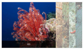 jquery带标题水平手风琴切换